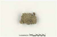 藏品(白髮苔科)的圖片